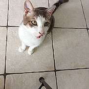 Bethunois participe au concours pour gagner de l'argent avec cette photo : cat, domestic_cat, pet, tile_floor, floor_tiles, indoor, sitting, looking_up, tongue_out, whiskers, green_eyes, close_up, white_and_grey, curious, paws, top_view, chair_leg, portrait, feline, pet_photography