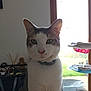 cat, pet, feline, indoor, portrait, backlit, collar, whiskers, ears, green_eyes, nose, table, window, glass_door, yard, bowl, shelf, towel, diffuser, wooden_frame
