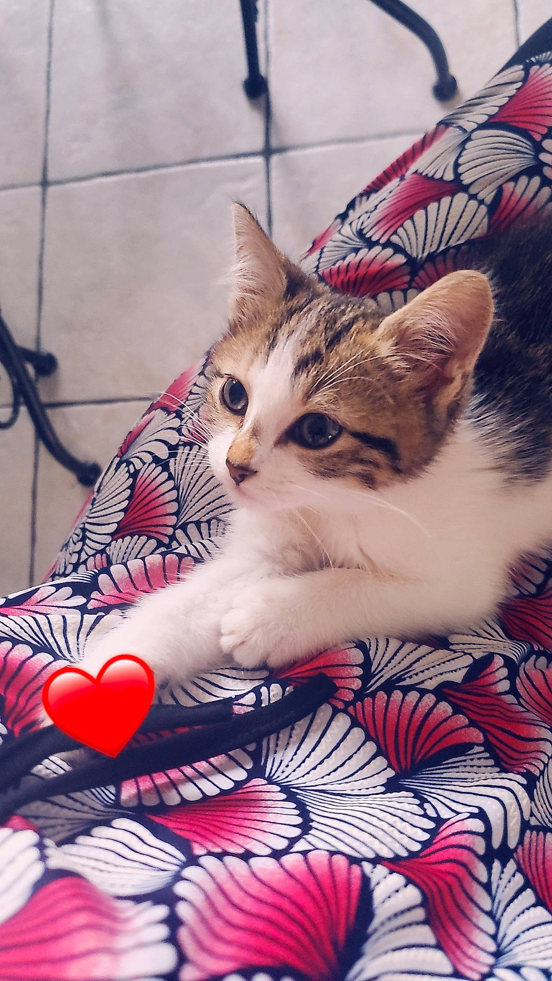 Lady participe au concours pour gagner de l'argent avec cette photo : carnivore, cat, comfort, domestic_short_haired_cat, eye, fawn, felidae, foot, fur, human_leg, lap, leg, linens, paw, small_to_medium_sized_cats, snout, tail, thigh, tree, whiskers