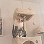 Meï participe au concours pour gagner de l'argent avec cette photo : cat, cat_tree, plush_toy, indoor, wall, ceiling, paws, fur, whiskers, sitting, looking_down, beige, cozy, toy_ball, scratching_post, bed, shelf, soft_toy, cute, pet