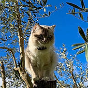 Yoda participe au concours pour gagner de l'argent avec cette photo : cat, tree_stump, outdoor, nature, blue_sky, branches, leaves, fluffy, animal, pet, sunlight, daytime, curious, regal, wildlife, forest, feline, perched, trunk, closeup