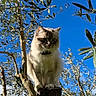 cat, tree_stump, outdoor, nature, blue_sky, branches, leaves, fluffy, animal, pet, sunlight, daytime, curious, regal, wildlife, forest, feline, perched, trunk, closeup