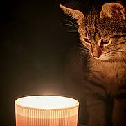 August a rejoint le concours — aidez-le/la à gagner de superbes lots ! cat, tabby, lamp, light, glow, curious, feline, whiskers, fur, closeup, indoor, dark_background, warm_light, pet, animal, portrait, soft_light, cozy, intimate, mystery