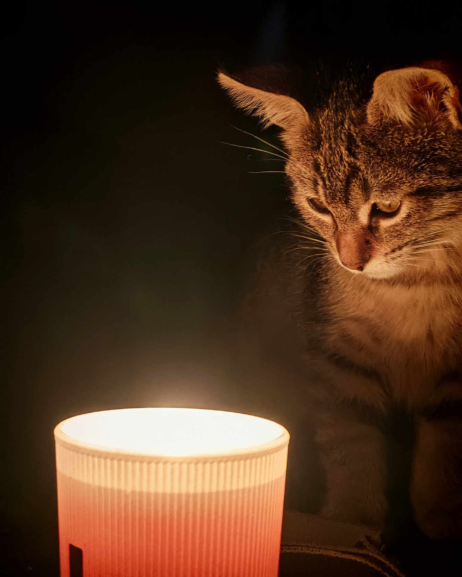 August a rejoint le concours — aidez-le/la à gagner de superbes lots ! cat, tabby, lamp, light, glow, curious, feline, whiskers, fur, closeup, indoor, dark_background, warm_light, pet, animal, portrait, soft_light, cozy, intimate, mystery