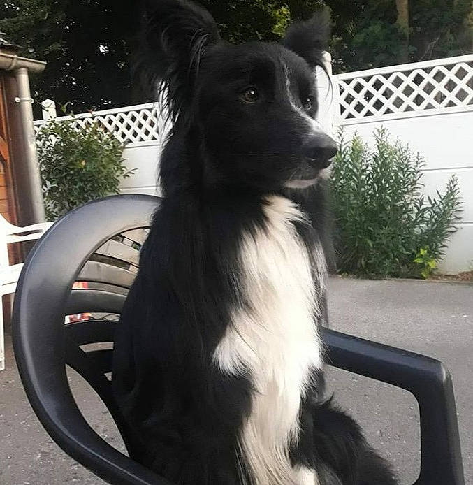 Moise a rejoint le concours — aidez-le/la à gagner de superbes lots ! border_collie, canidae, carnivore, collar, companion_dog, dog, dog_breed, dog_collar, dog_supply, fence, fur, herding_dog, plant, snout, sporting_group, tail, tree, whiskers, working_animal, working_dog