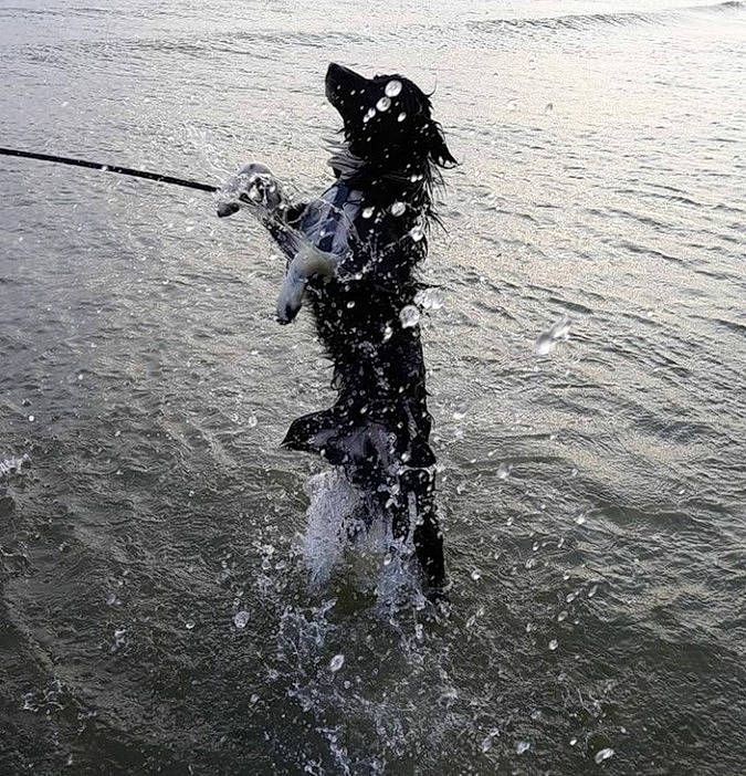 Moise participe au concours pour gagner de l'argent avec cette photo : boats_and_boating_equipment_and_supplies, body_of_water, canidae, crocodilia, happy, lake, monochrome, monochrome_photography, nile_crocodile, ocean, people_in_nature, recreation, reflection, seabird, shadow, sporting_group, tail, water, wave, wind_wave