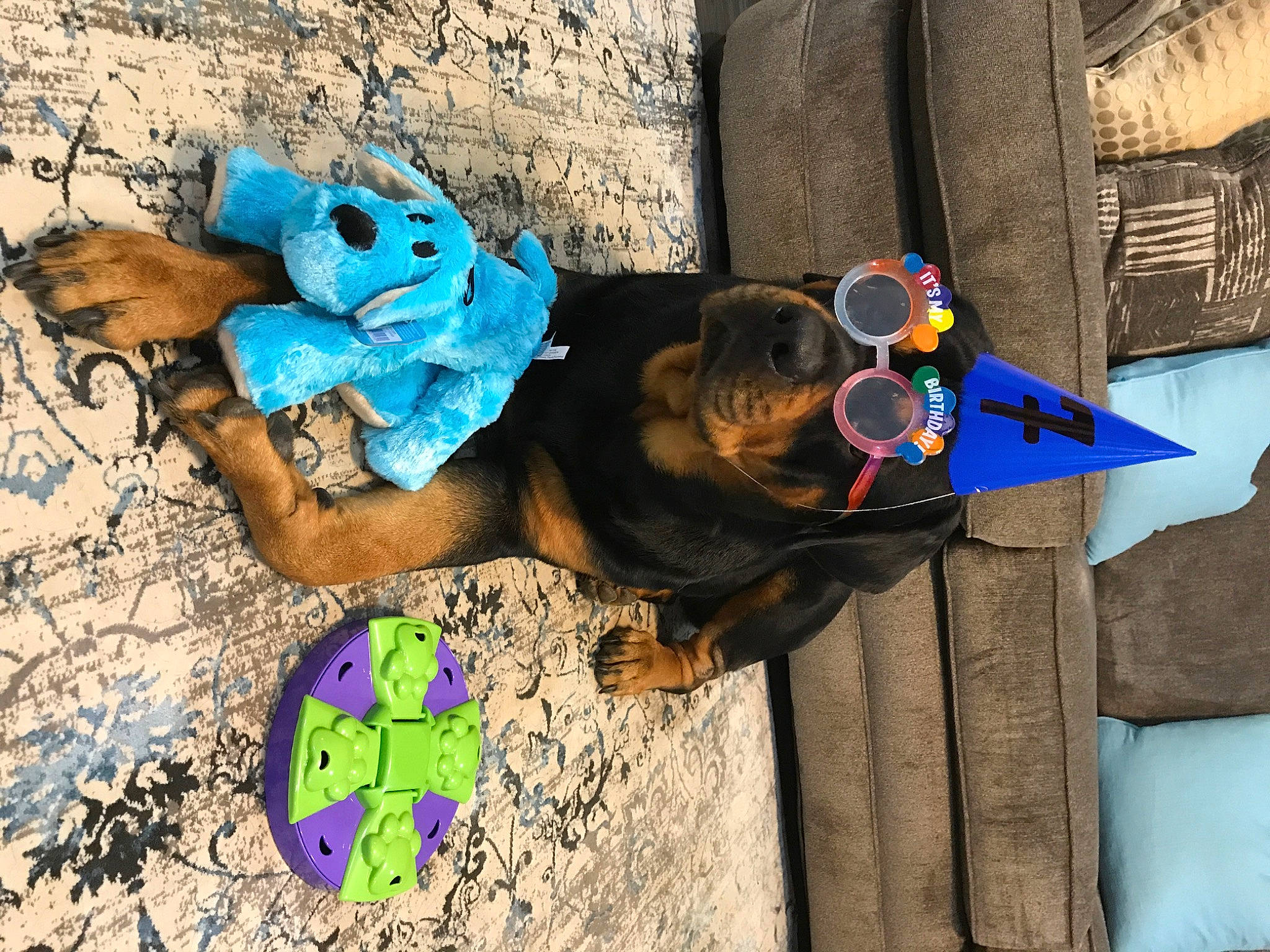 Mj joined the competition — help win amazing prizes! art, azure, blue, design, dog, dog_breed, dog_supply, electric_blue, eyewear, fashion_accessory, fictional_character, flooring, fun, leash, orange, shadow, sidewalk, textile, visual_arts, wood