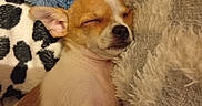 Nougat participe au concours pour gagner de l'argent avec cette photo : puppy, dog, sleeping, blanket, plush_toy, soft, cozy, cute, fur, pet, resting, snuggling, comfort, animal, small_dog, indoors, relaxing, closeup, brown_and_white, nap