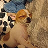 puppy, dog, sleeping, blanket, plush_toy, soft, cozy, cute, fur, pet, resting, snuggling, comfort, animal, small_dog, indoors, relaxing, closeup, brown_and_white, nap