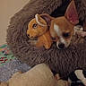 Nougat participe au concours pour gagner de l'argent avec cette photo : dog, puppy, stuffed_animal, pet_bed, fluffy, cozy, indoor, blanket, toys, small_dog, chihuahua, curious, peeking, cute, animal, soft, resting, brown, white, furry