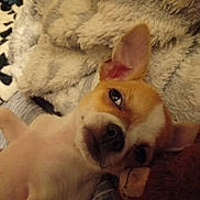 Nougat participe au concours pour gagner de l'argent avec cette photo : dog, puppy, sleeping, blanket, cozy, fur, pet, cute, resting, indoors, closeup, face, ears, animal, comfort, soft, lying_down, relaxed, brown, white