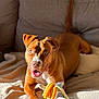 animal, blanket, boxer, bulldog, canine, couch, cushion, dog, face, furniture, head, homedecor, hound, person, pet, pitbull, plush, puppy, snout, toy