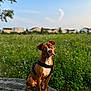 accessories, animal, bench, bulldog, canine, countryside, dog, field, furniture, grass, grassland, hound, nature, outdoors, pet, plant, pointer, strap, summer, tree