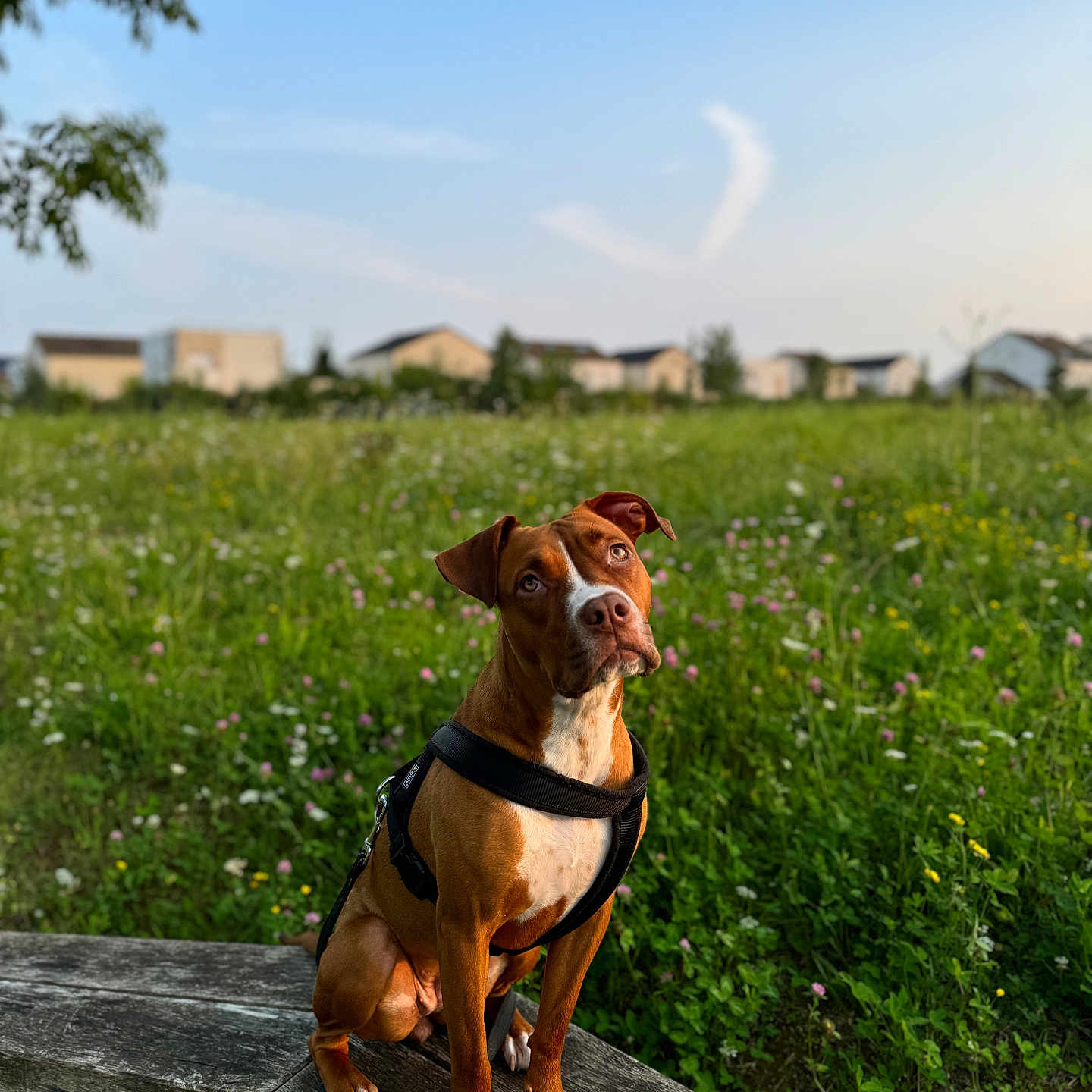 Bella a rejoint le concours — aidez-le/la à gagner de superbes lots ! accessories, animal, bench, bulldog, canine, countryside, dog, field, furniture, grass, grassland, hound, nature, outdoors, pet, plant, pointer, strap, summer, tree