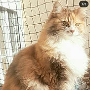 Pastelle a rejoint le concours — aidez-le/la à gagner de superbes lots ! cat, fluffy, fur, indoor, mesh_netting, window, sunlight, pet, animal, whiskers, face, eyes, portrait, feline, domestic_animal, cute, mammal, closeup, sitting, soft