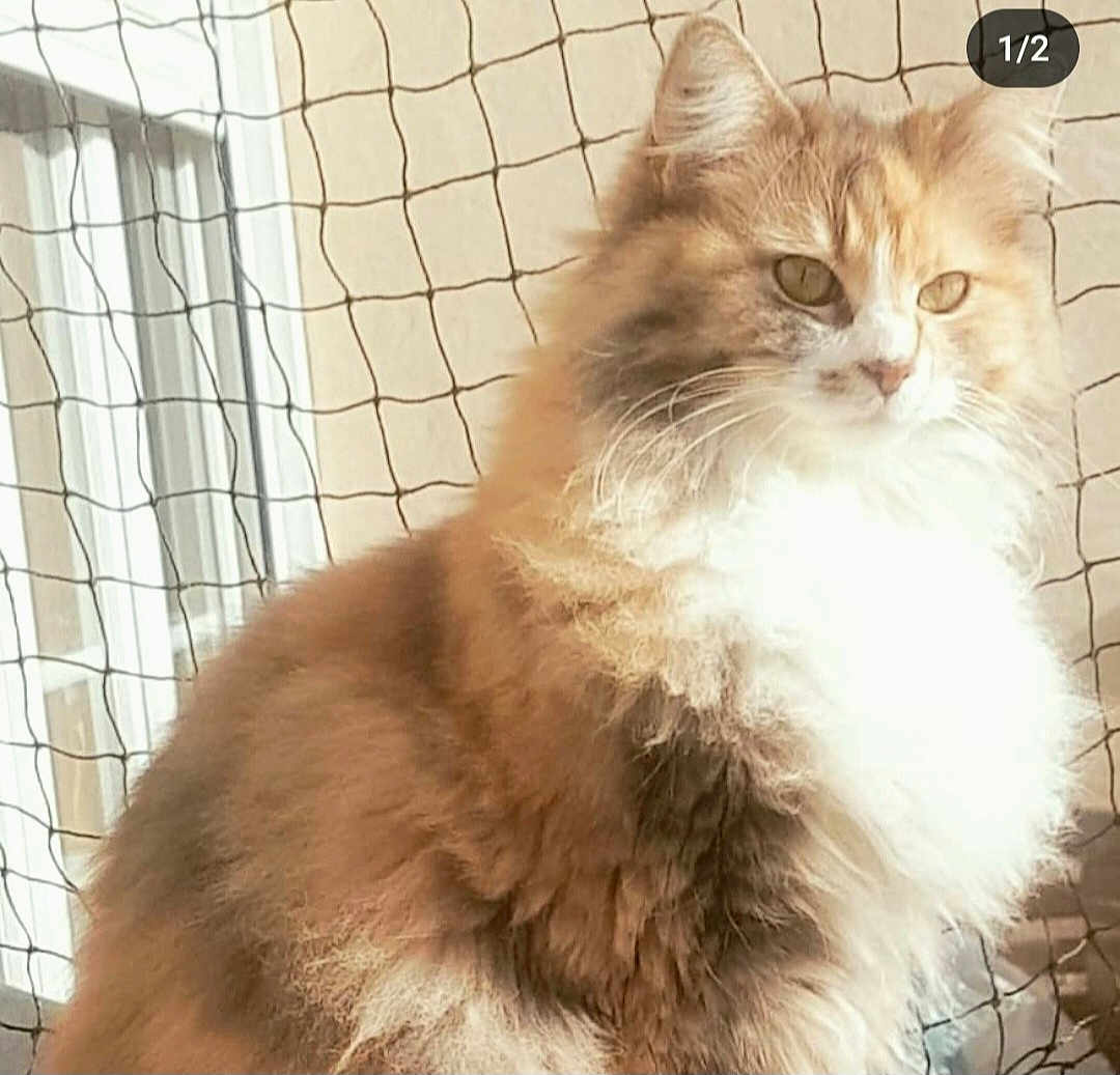 Pastelle a rejoint le concours — aidez-le/la à gagner de superbes lots ! cat, fluffy, fur, indoor, mesh_netting, window, sunlight, pet, animal, whiskers, face, eyes, portrait, feline, domestic_animal, cute, mammal, closeup, sitting, soft