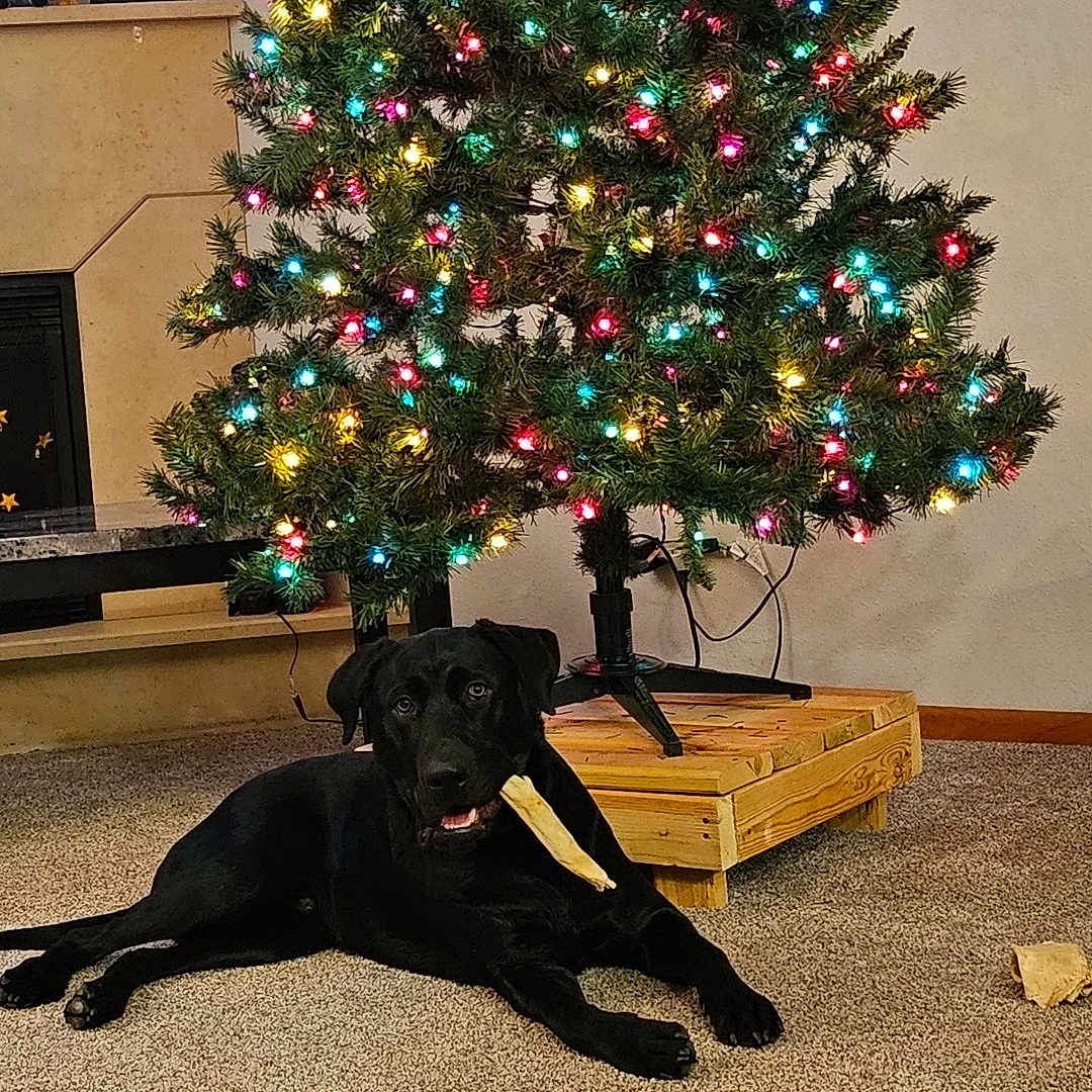 Bullet is registered to the contest to win money with this photo: animal, architecture, building, canine, computerhardware, dog, electronics, furniture, hardware, indoors, livingroom, monitor, person, pet, plant, pottedplant, room, screen, tree, wood