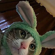 Zoro is registered to the contest to win money with this photo: cat, animal, pet, costume, bunny_ears, hat, face, whiskers, closeup, indoor, curious, green, pink_nose, feline, cute, portrait, furry, soft, ears, domestic