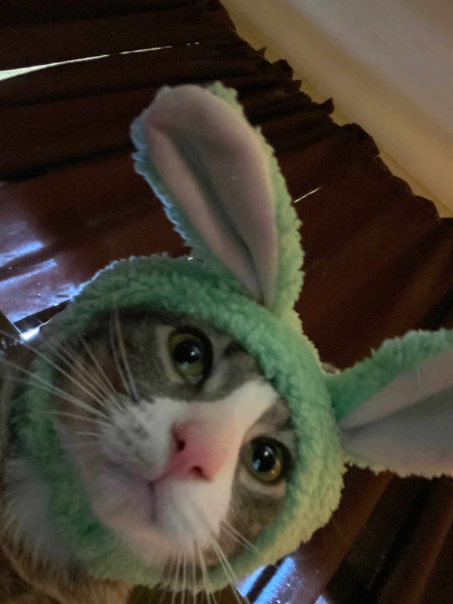 Zoro is registered to the contest to win money with this photo: cat, animal, pet, costume, bunny_ears, hat, face, whiskers, closeup, indoor, curious, green, pink_nose, feline, cute, portrait, furry, soft, ears, domestic