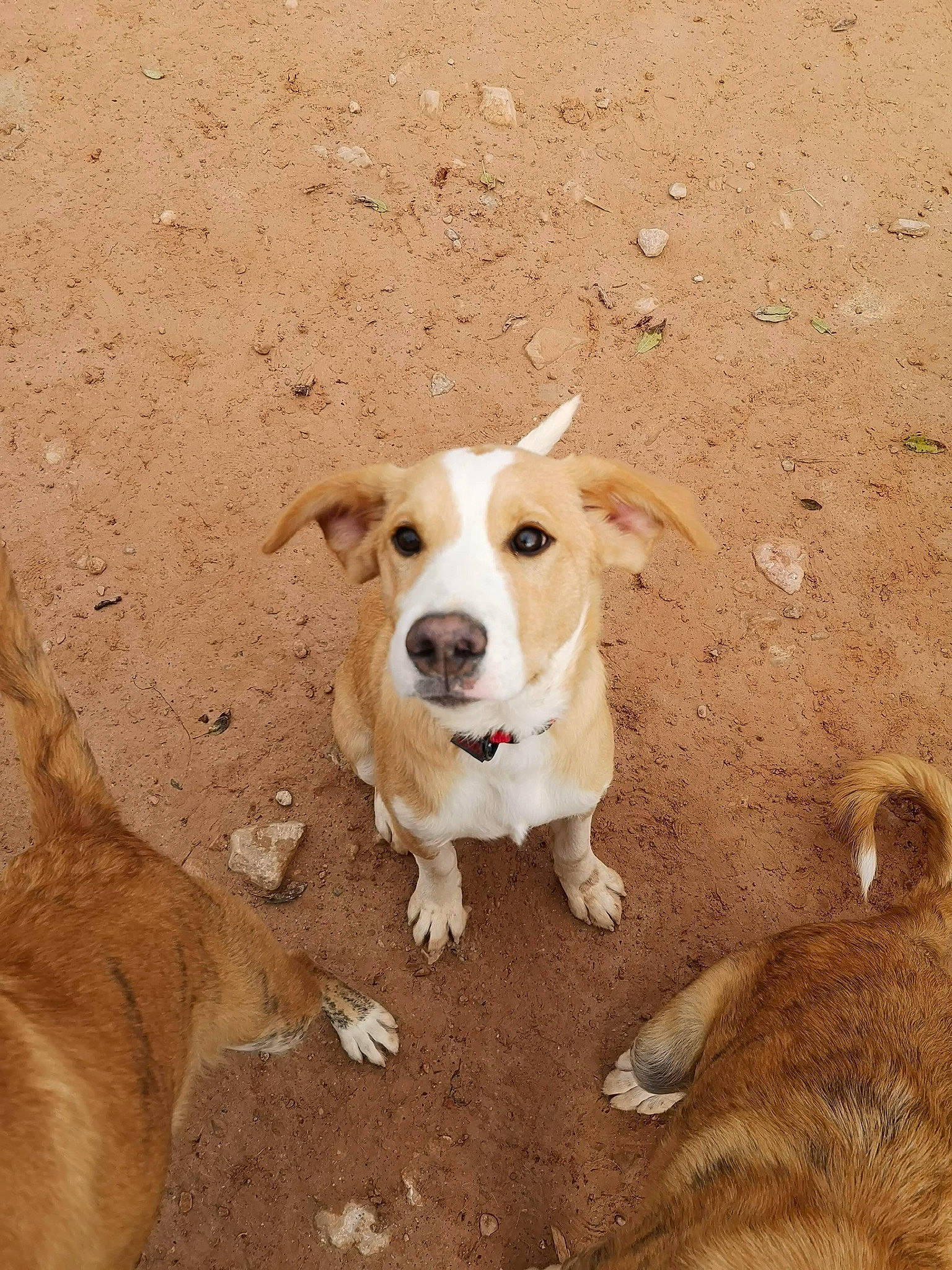 Lexi is registered to the contest to win money with this photo: aspin, canidae, carnivore, companion_dog, dog, dog_breed, fawn, feist, mammal, mountain_cur, potcake_dog, puppy, snout, street_dog