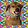 animal, brown_fur, canine, closeup, collar, colorful_background, cute, dog, expression, face, funny, geometric_pattern, grinning, indoor, mischievous, pet, playful, portrait, teeth, vibrant
