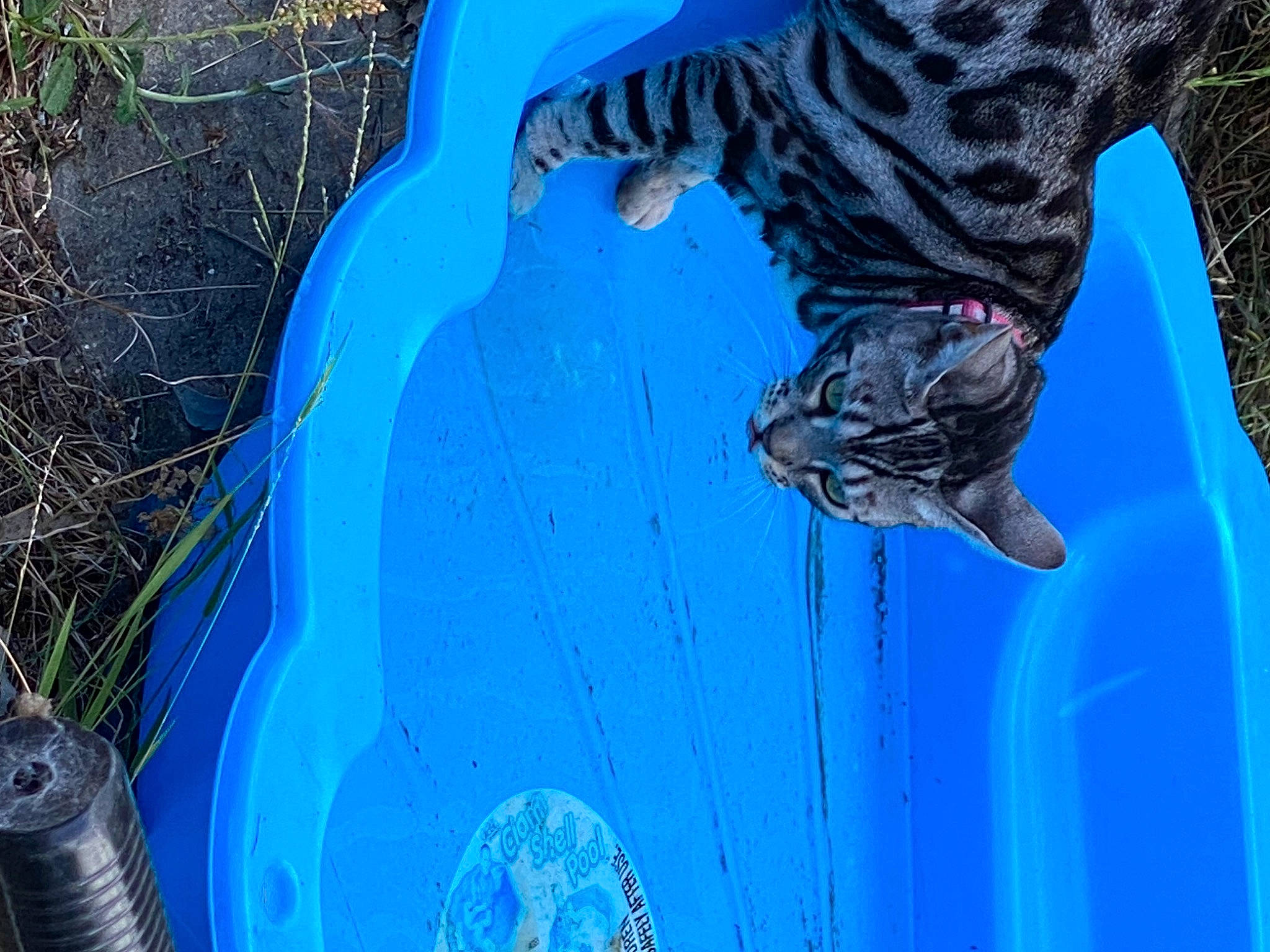 Missy joined the competition — help win amazing prizes! aqua, azure, blue, carnivore, circle, dog, electric_blue, freezing, fun, grass, hood, human_leg, leisure, recreation, tree, vehicle_door, walking_shoe, water, winter, wood