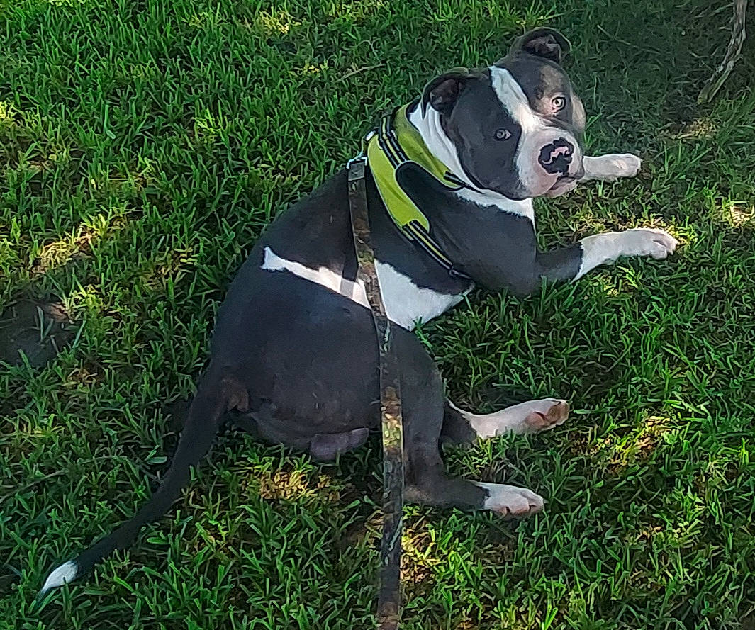 Tank joined the competition — help win amazing prizes! carnivore, collar, companion_dog, dog, dog_breed, dog_collar, dog_supply, fashion_accessory, fawn, grass, leash, molosser, personal_protective_equipment, pet_supply, plant, snout, tail, whiskers, working_animal, working_dog