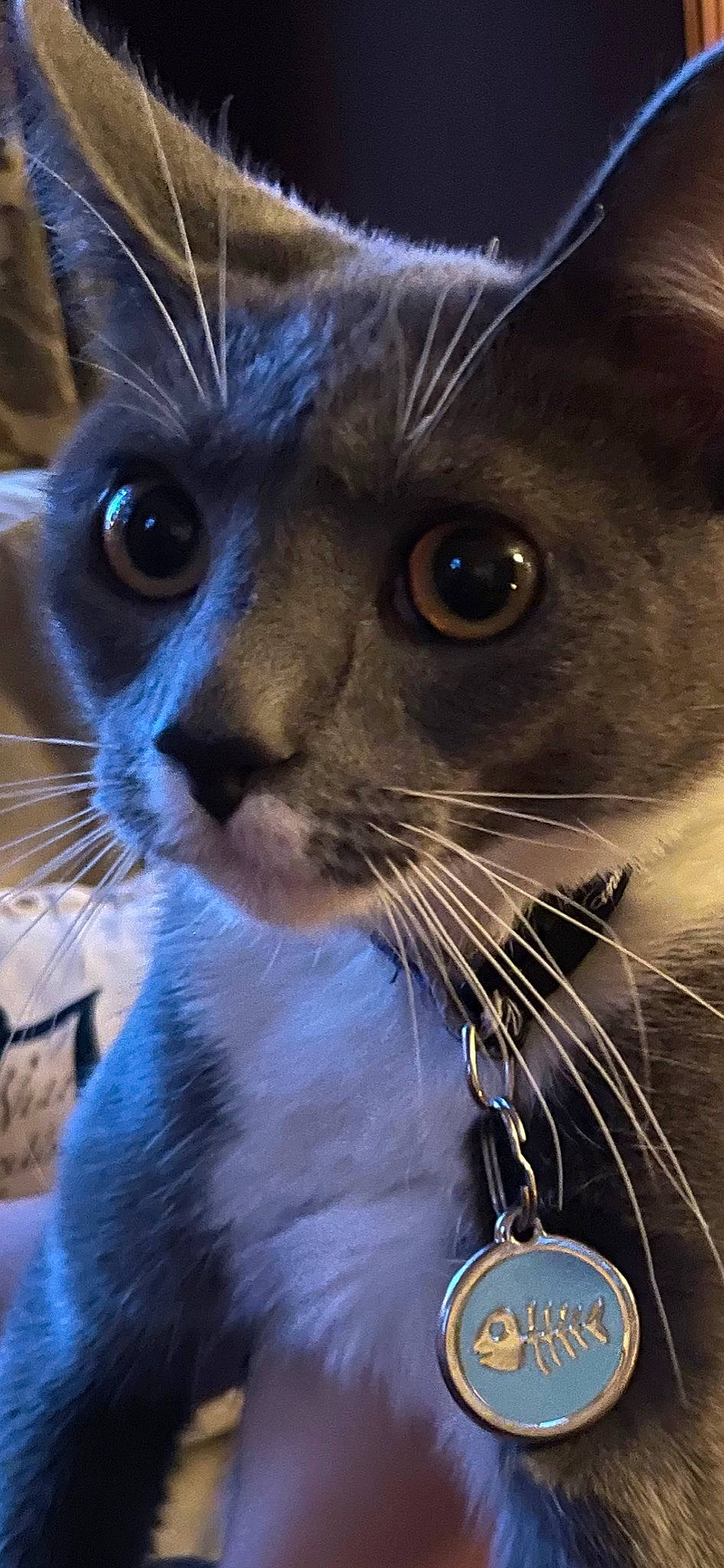 Thumper is registered to the contest to win money with this photo: carnivore, cat, close_up, ear, electric_blue, eye, eyebrow, eyelash, fawn, felidae, hair, human_body, iris, mammal, nose, small_to_medium_sized_cats, snout, vertebrate, whiskers, window