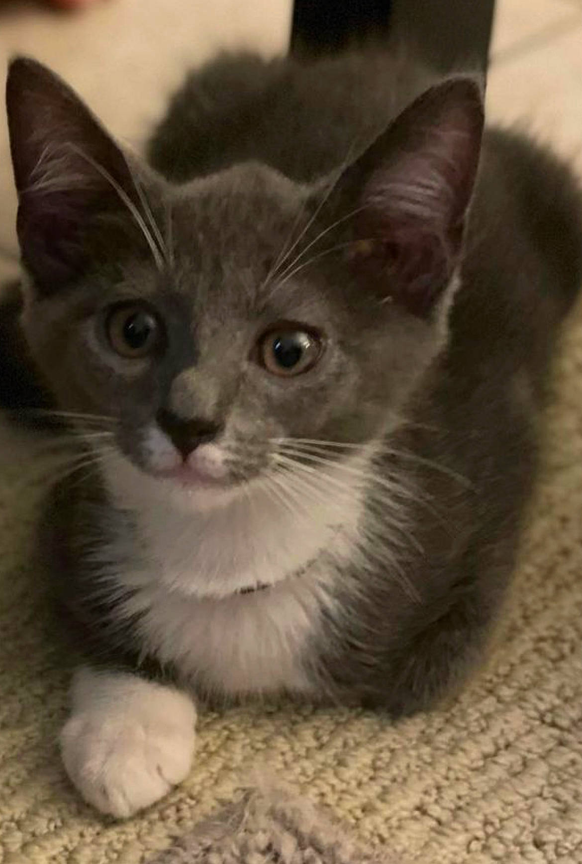 Thumper joined the competition — help win amazing prizes! carnivore, cat, curious, domestic_short_haired_cat, eye, felidae, fur, grey, monochrome, monochrome_photography, paw, sitting, small_to_medium_sized_cats, snout, terrestrial_animal, whiskers, window