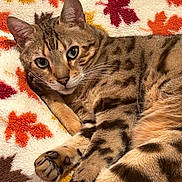 Sunny is registered to the contest to win money with this photo: animal, autumn, bengal_cat, blanket, cat, close_up, cozy, cute, eyes, feline, fur, indoor, leaf_pattern, mammal, pattern, paw, pet, relaxed, spots, whiskers
