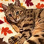 animal, autumn, bengal_cat, blanket, cat, close_up, cozy, cute, eyes, feline, fur, indoor, leaf_pattern, mammal, pattern, paw, pet, relaxed, spots, whiskers