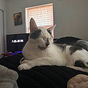Marru joined the competition — help win amazing prizes! animal, bedroom, black_and_white, blanket, cat, comfort, cozy, domestic, furniture, home, indoor, pet, quiet, relaxing, resting, sleeping, soft_light, television, time_display, window