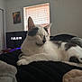 animal, bedroom, black_and_white, blanket, cat, comfort, cozy, domestic, furniture, home, indoor, pet, quiet, relaxing, resting, sleeping, soft_light, television, time_display, window