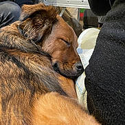 Rave a rejoint le concours — aidez-le/la à gagner de superbes lots ! dog, sleeping, fur, indoor, table, cup, burger_king, person, black_clothing, brown_fur, resting, close_up, casual, relaxation, comfort, couch, leg, household, friendship, pet