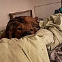 dog, bedroom, blanket, sleepy, brown_dog, indoor, furniture, comfort, resting, fur, canine, pet, cozy, relaxation, household, soft, warm, domestic, laying, quiet