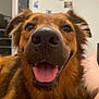 dog, close_up, tongue, nose, happy, pet, indoor, fur, brown, animal, canine, face, friendly, domestic, smiling, ears, mouth, tongue_out, companion, cute