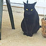 black_cat, cat, animal, pet, sitting, yellow_eyes, concrete_floor, plastic_chair, wicker_basket, outdoor, daylight, feline, fur, whiskers, ears, tail, quiet, alert, domestic_cat, alone