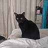 Lexie participe au concours pour gagner de l'argent avec cette photo : black_cat, cat, bed, curtains, indoor, yellow_eyes, furniture, pet, animal, cozy, striped_curtains, sitting, looking, domestic, comfortable, room, blanket, household, curious, feline