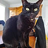 black_cat, cat, pet, indoor, wooden_table, feline, animal, yellow_eyes, sitting, fur, ears, curious, closeup, domestic_cat, household, furniture, blurred_background, alert, mammal, whiskers