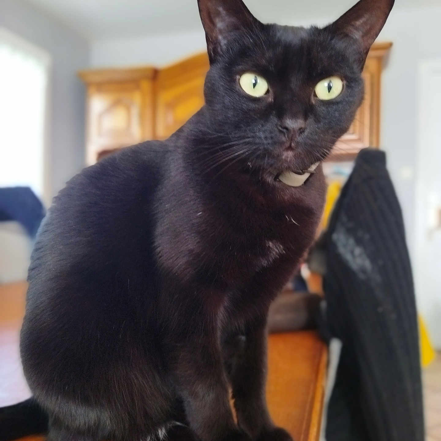 Lexie