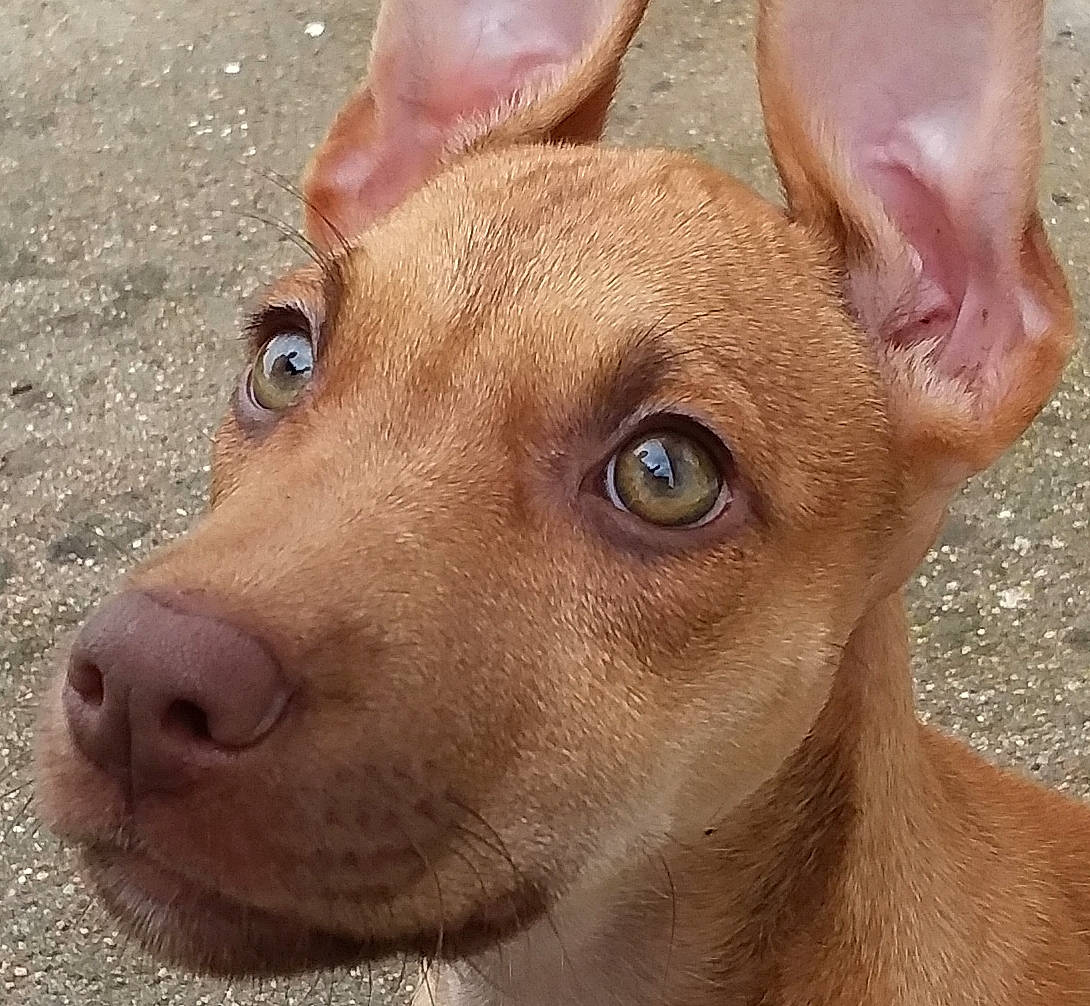 Pam participe au concours pour gagner de l'argent avec cette photo : canidae, carnivore, cirneco_delletna, dog, dog_breed, ear, eye, fawn, head, hunting_dog, ibizan_hound, mammal, nose, pharaoh_hound, podenco_canario, potcake_dog, snout, street_dog, vertebrate, whiskers