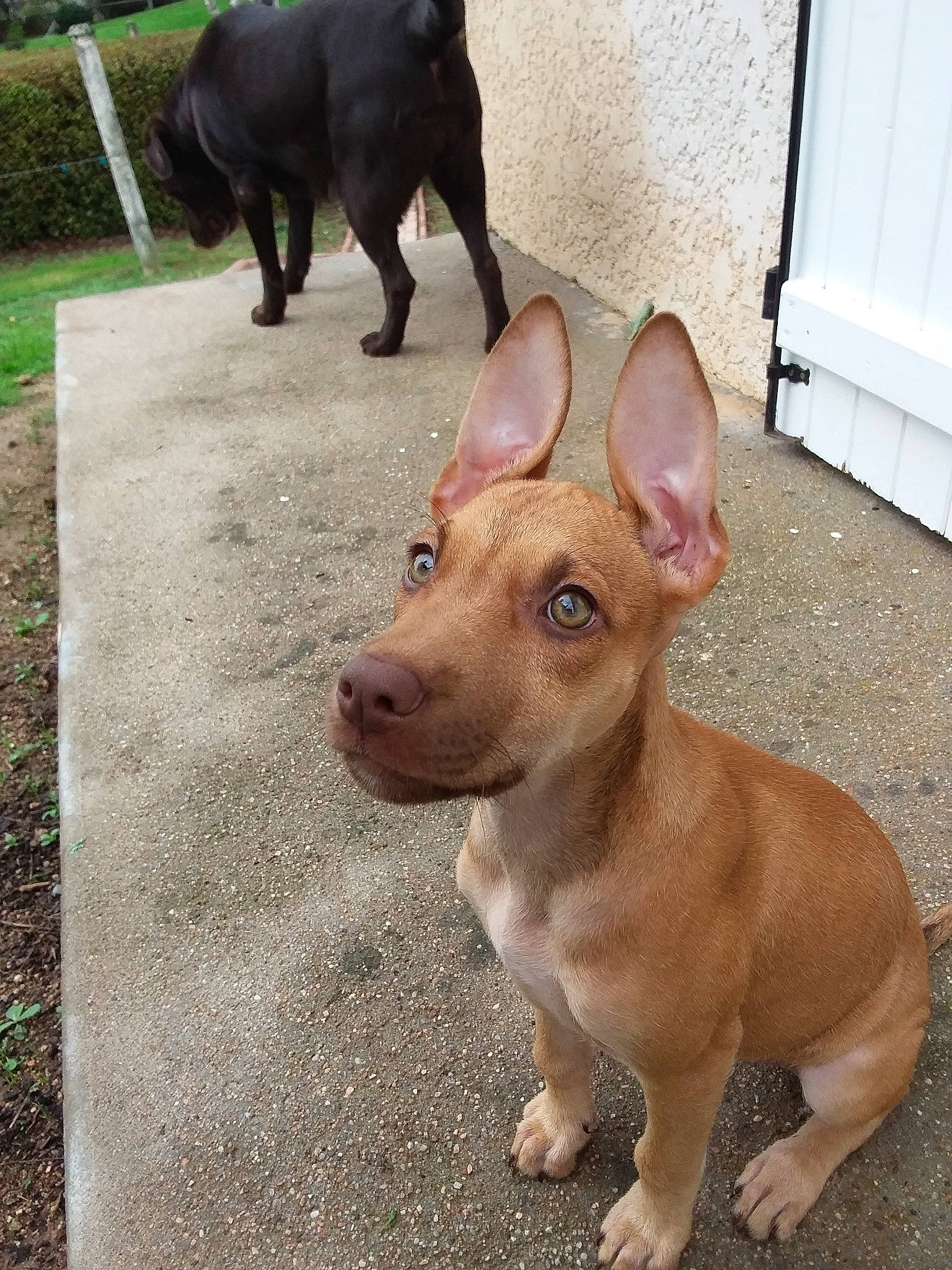 Pam a rejoint le concours — aidez-le/la à gagner de superbes lots ! ancient_dog_breeds, canidae, carnivore, cirneco_delletna, dog, dog_breed, ear, fawn, mammal, mexican_hairless_dog, non_sporting_group, pariah_dog, pit_bull, podenco_canario, puppy, rare_breed_dog, snout, street_dog, thai_ridgeback, vertebrate