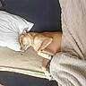 dog, couch, blanket, pillow, resting, sleeping, indoor, pet, tan_dog, fur, relaxing, home, cozy, blanket_texture, comfort, floor_tiles, furniture, domestic, animal, nap