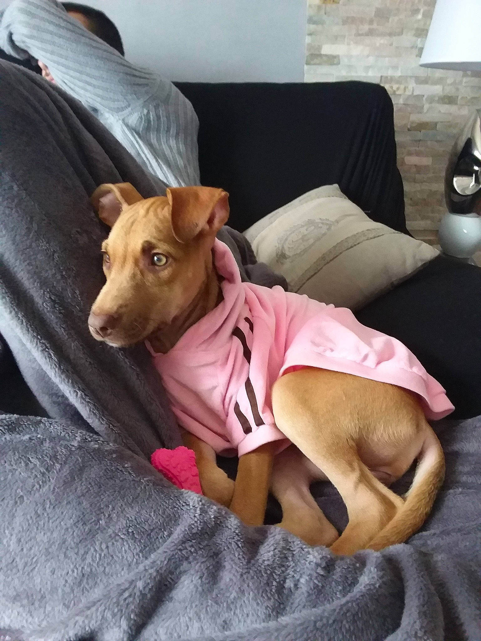 Pam a rejoint le concours — aidez-le/la à gagner de superbes lots ! canidae, carnivore, cirneco_delletna, companion_dog, dog, dog_breed, fawn, furniture, ibizan_hound, italian_greyhound, linens, lurcher, mammal, pharaoh_hound, podenco_canario, sighthound, sporting_group, toy_dog, vertebrate, vizsla