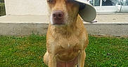 Pam participe au concours pour gagner de l'argent avec cette photo : dog, canine, pet, grass, outdoor, hat, baseball_cap, brown_dog, sitting, animal, fur, portrait, house, window, concrete, greenery, casual, sideways_hat, expression, daylight
