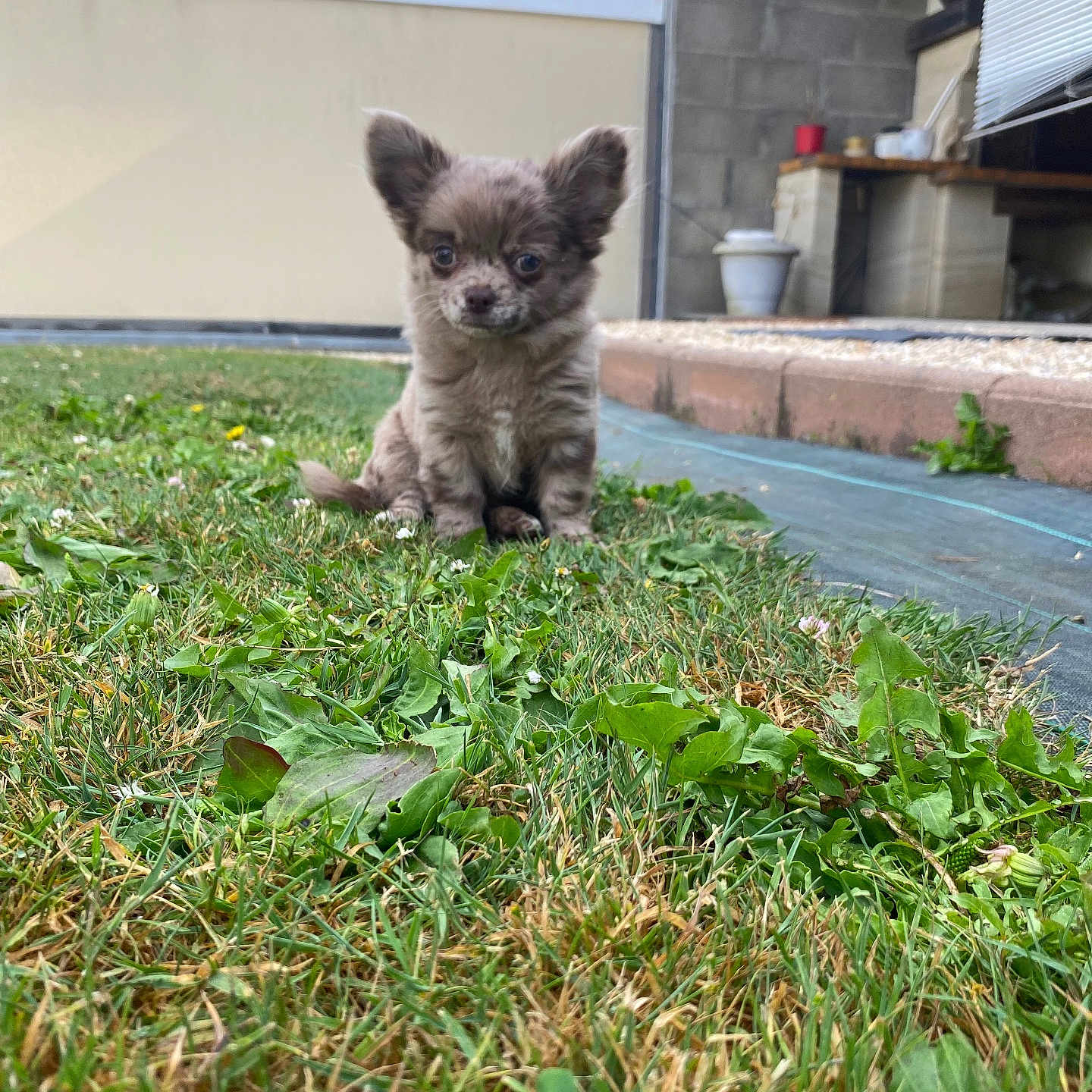 Blue a rejoint le concours — aidez-le/la à gagner de superbes lots ! puppy, dog, grass, outdoor, pet, young, cute, small, fur, ears, garden, backyard, animal, nature, green, sitting, daylight, house, curious, adorable