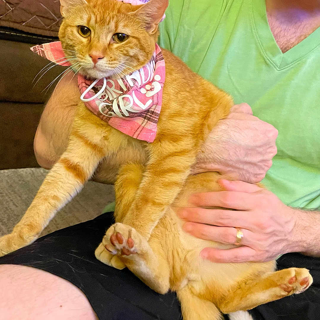 Lana Krumbiegel joined the competition — help win amazing prizes! accessories, animal, baby, bodypart, cat, clothing, couch, face, finger, furniture, glasses, hand, hat, head, jewelry, person, pet, photography, portrait, ring