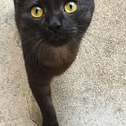 Mïa participe au concours pour gagner de l'argent avec cette photo : asian, black_cat, bombay, burmese, cat, cat_like_mammal, domestic_short_haired_cat, european_shorthair, kitten, korat, small_to_medium_sized_cats, snout, tail, whiskers