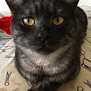 Michou participe au concours pour gagner de l'argent avec cette photo : asian, black_cat, bombay, burmese, cat, cat_like_mammal, chartreux, domestic_short_haired_cat, fur, korat, small_to_medium_sized_cats, snout, whiskers