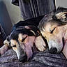 Sadie is registered to the contest to win money with this photo: dog, sleeping, resting, cozy, blanket, paw, indoor, closeup, animal, fur, pet, companion, relaxation, peaceful, cute, friendship, snuggle, canine, home, comfort